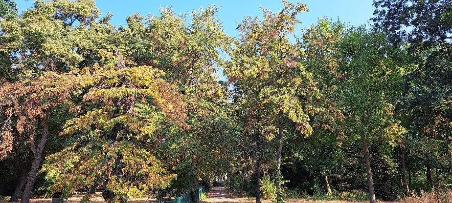 Grüne Bäume im Park mit leichter Gelbfärbung