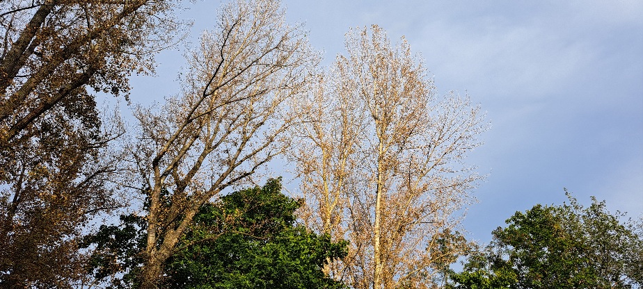 Herbstliche Bäume 