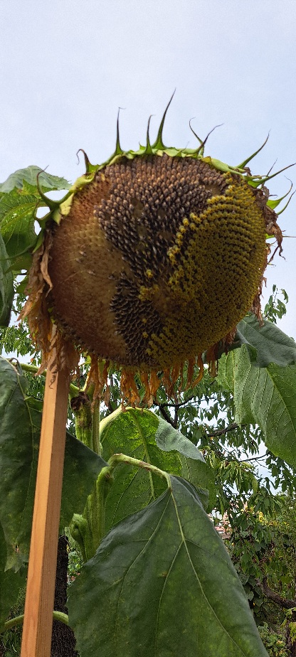 Kopf einer verblühten Sonnenblume