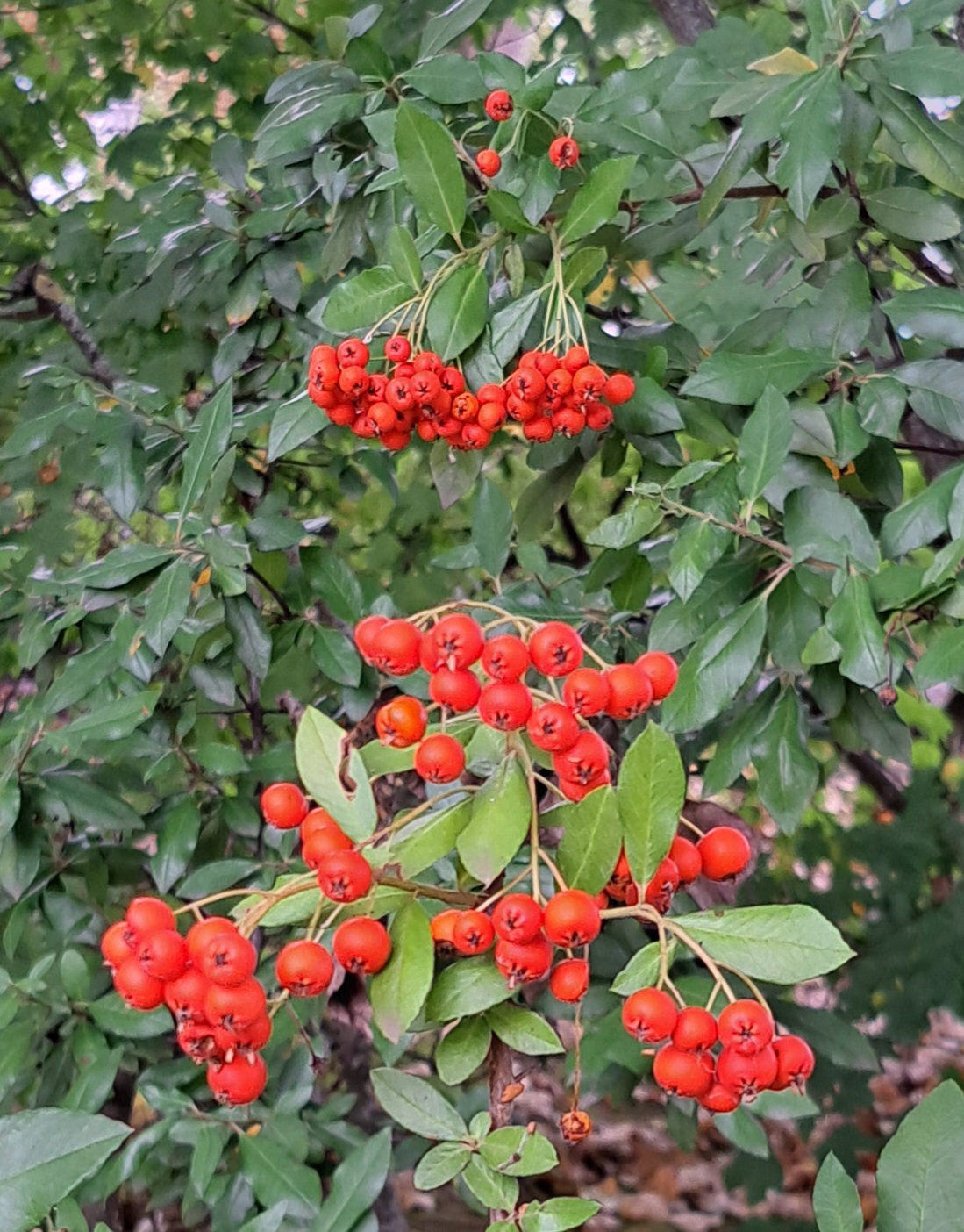 Rote Vogelbeeren