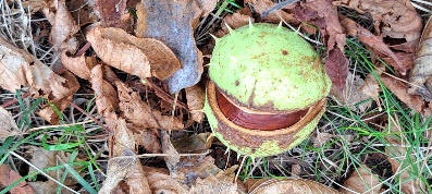 Kastanien Schale leicht aufgebrochen 