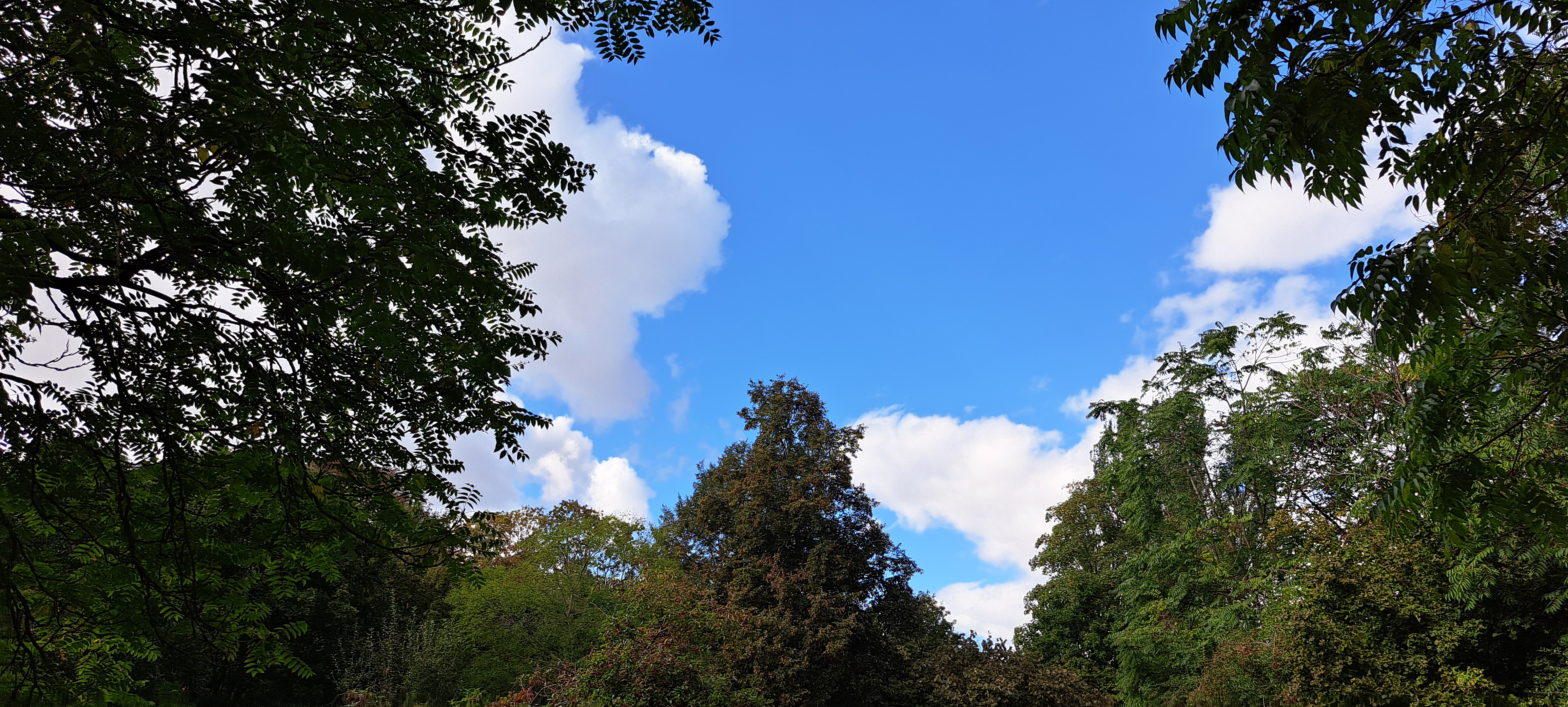 Grüne Baumwipfel umranden ein Stück blauen Himmel mit weißen Wolken