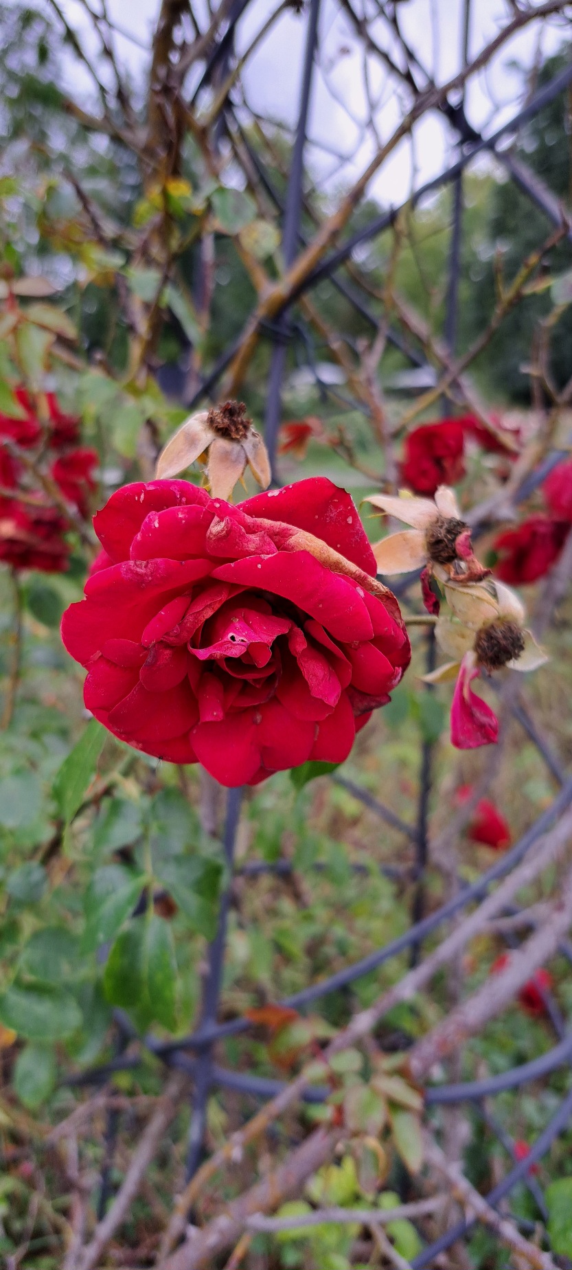 rote Rose