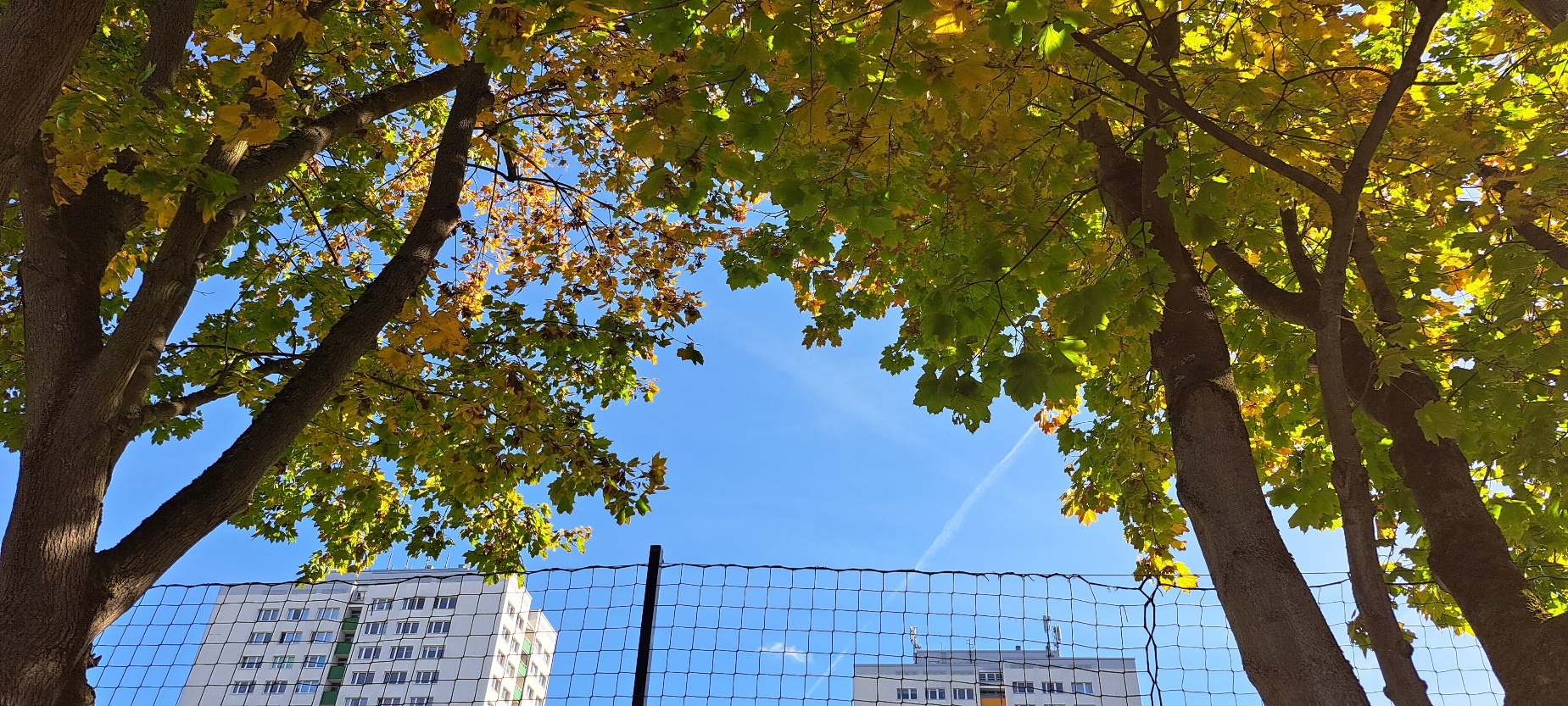 Bäume, Blauer Himmel, Hochhäuser