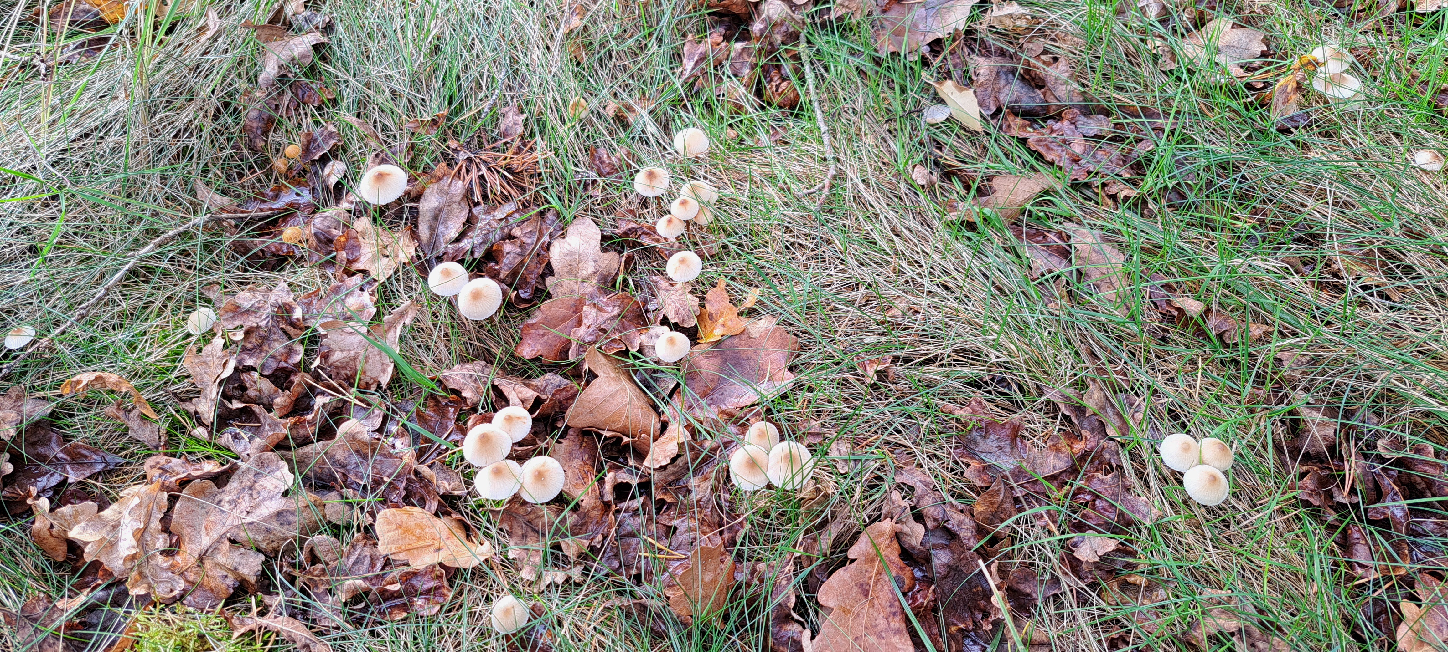 Kleine Pilze im Wald