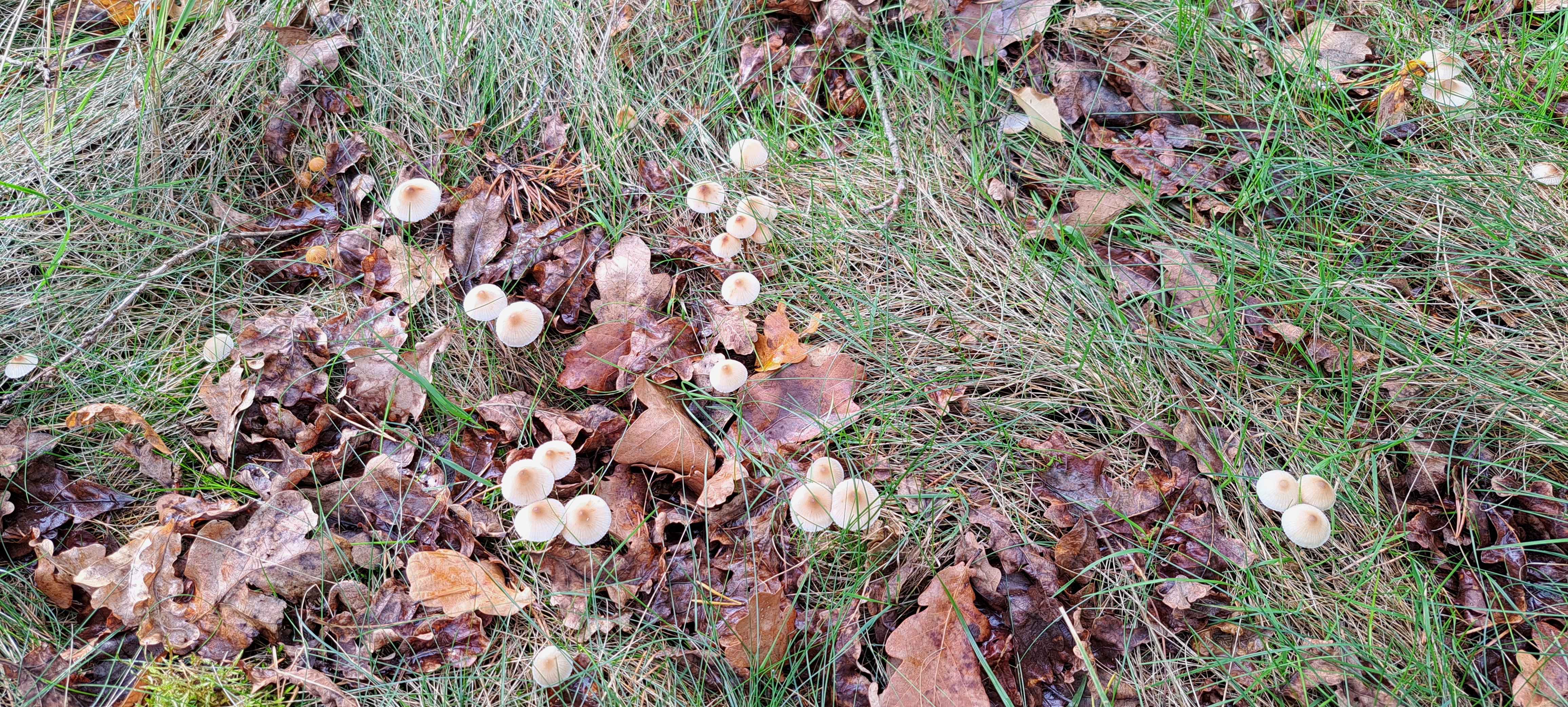 Kleine Pilze im Wald 