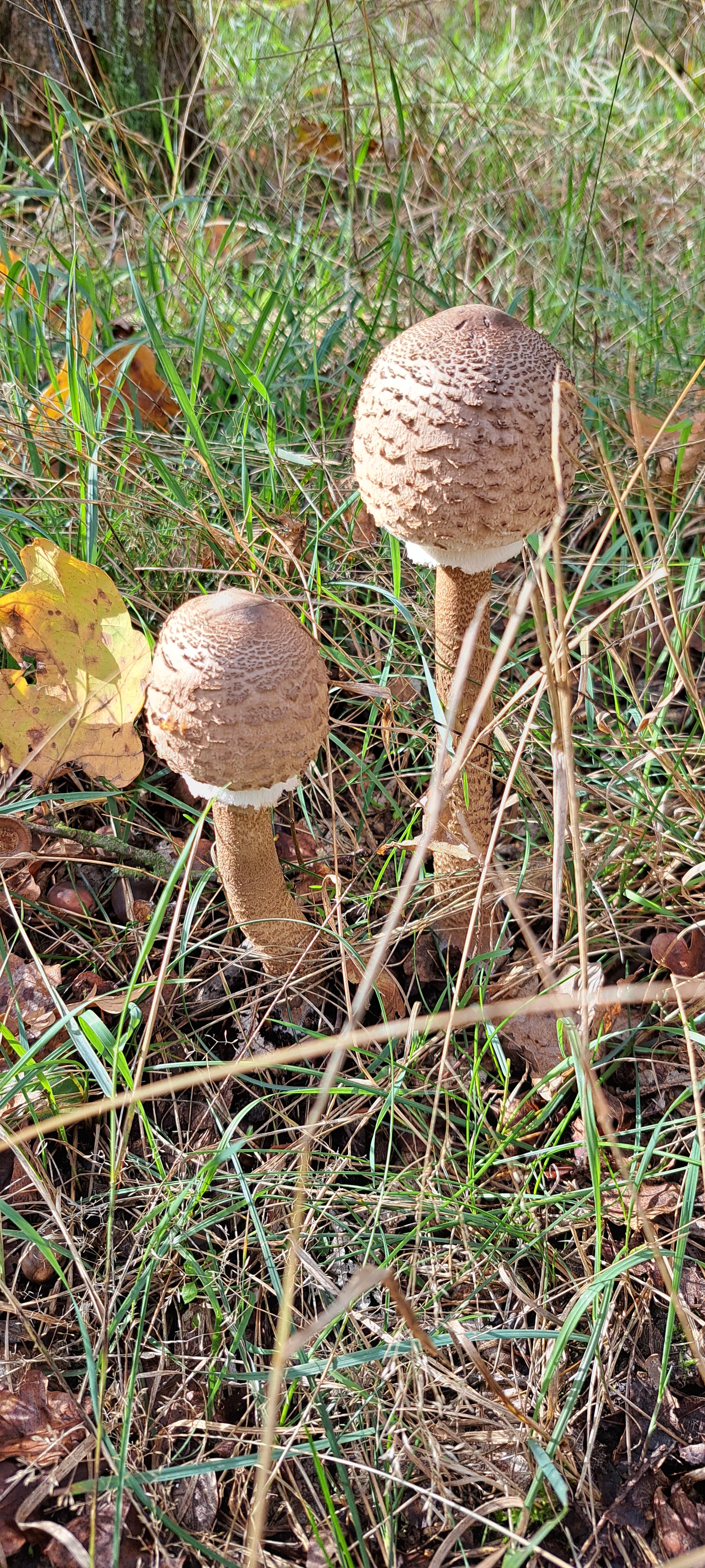 Pilze im Wald 