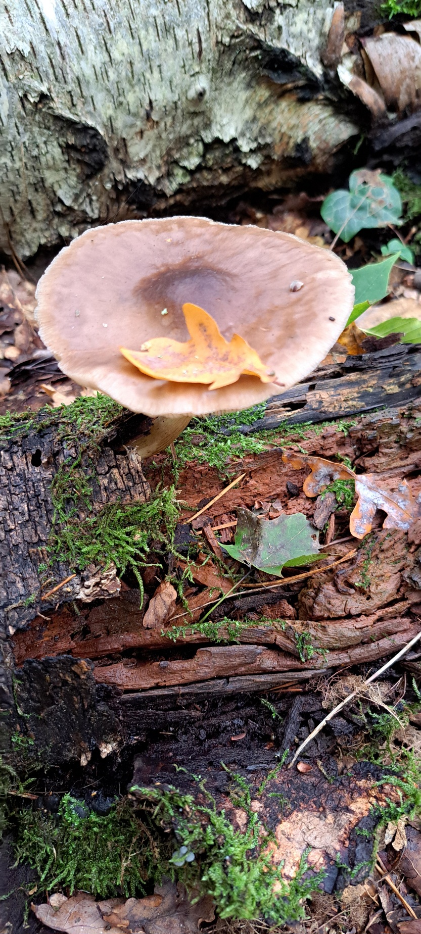 Pilz mit Herbstblatt