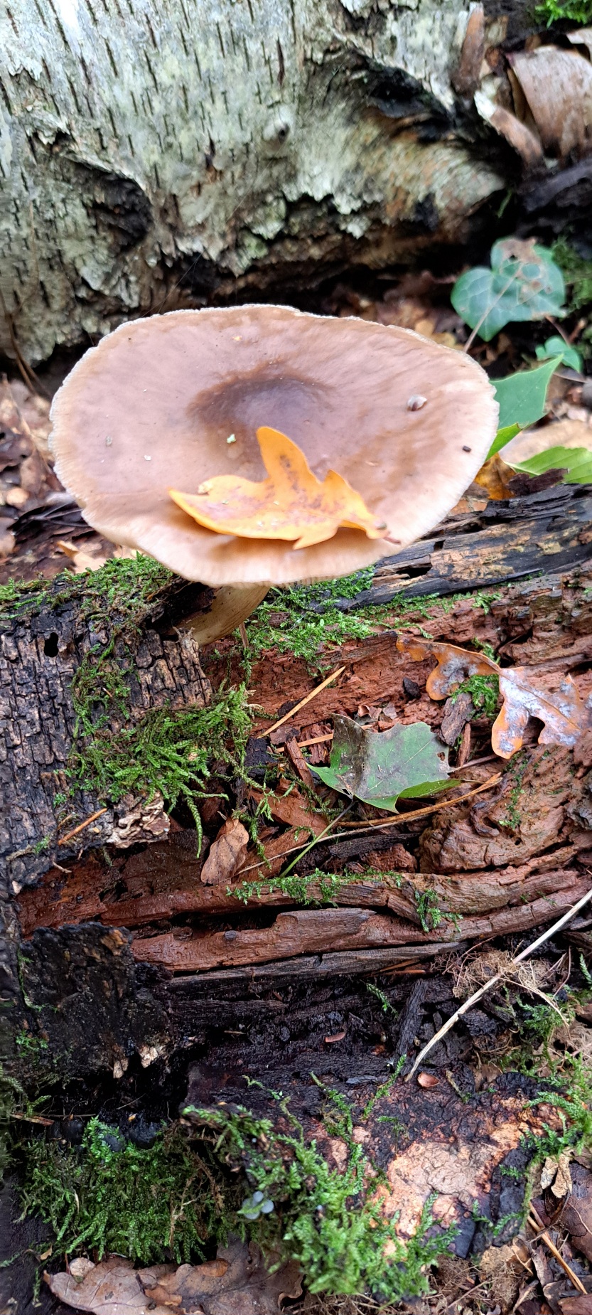 Pilz mit Herbstblatt 