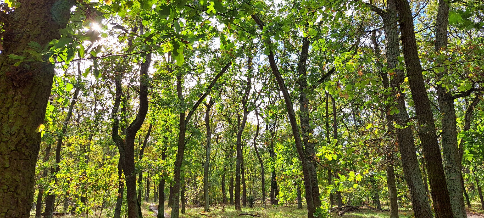 Sonnenlicht im Wald 