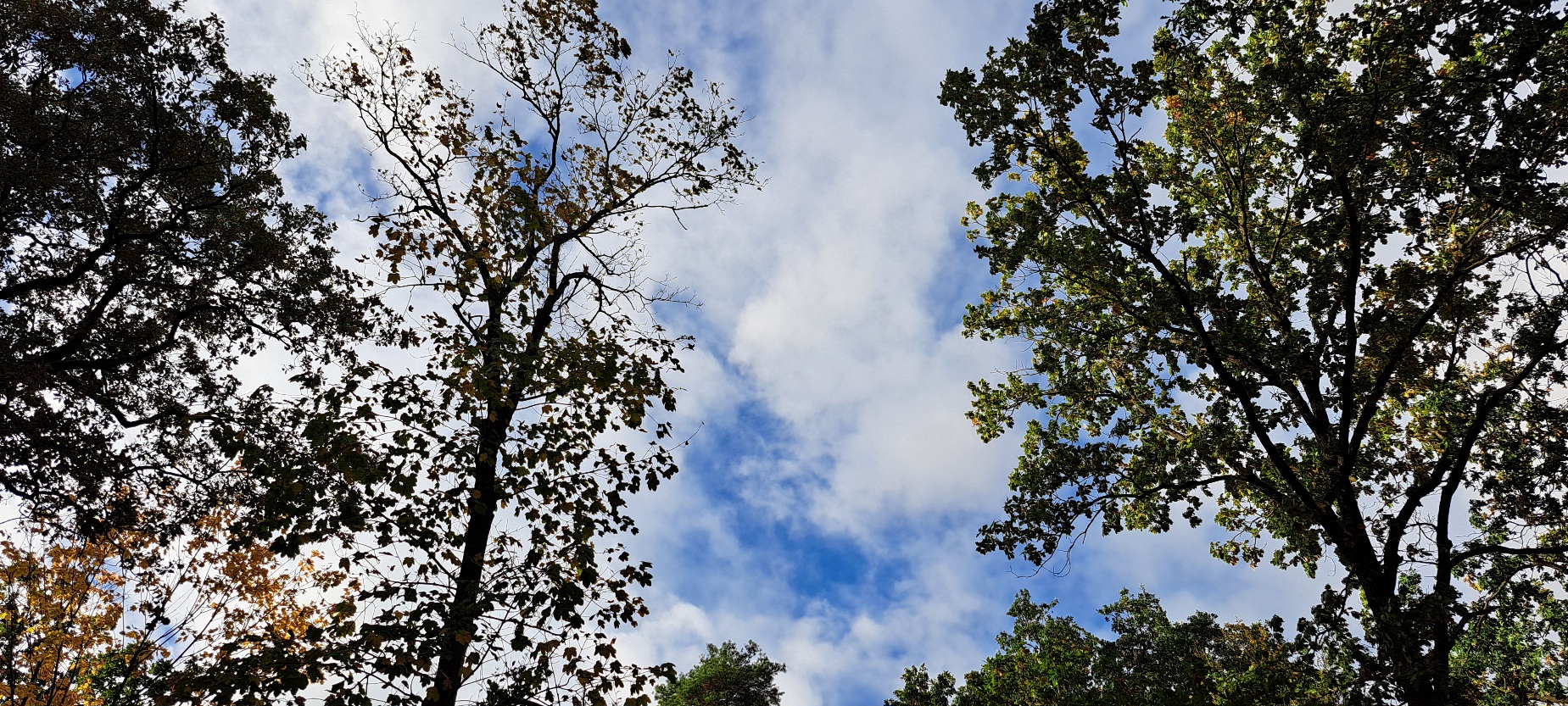 weiße Wolken am blauen Himmel, Herbstwald