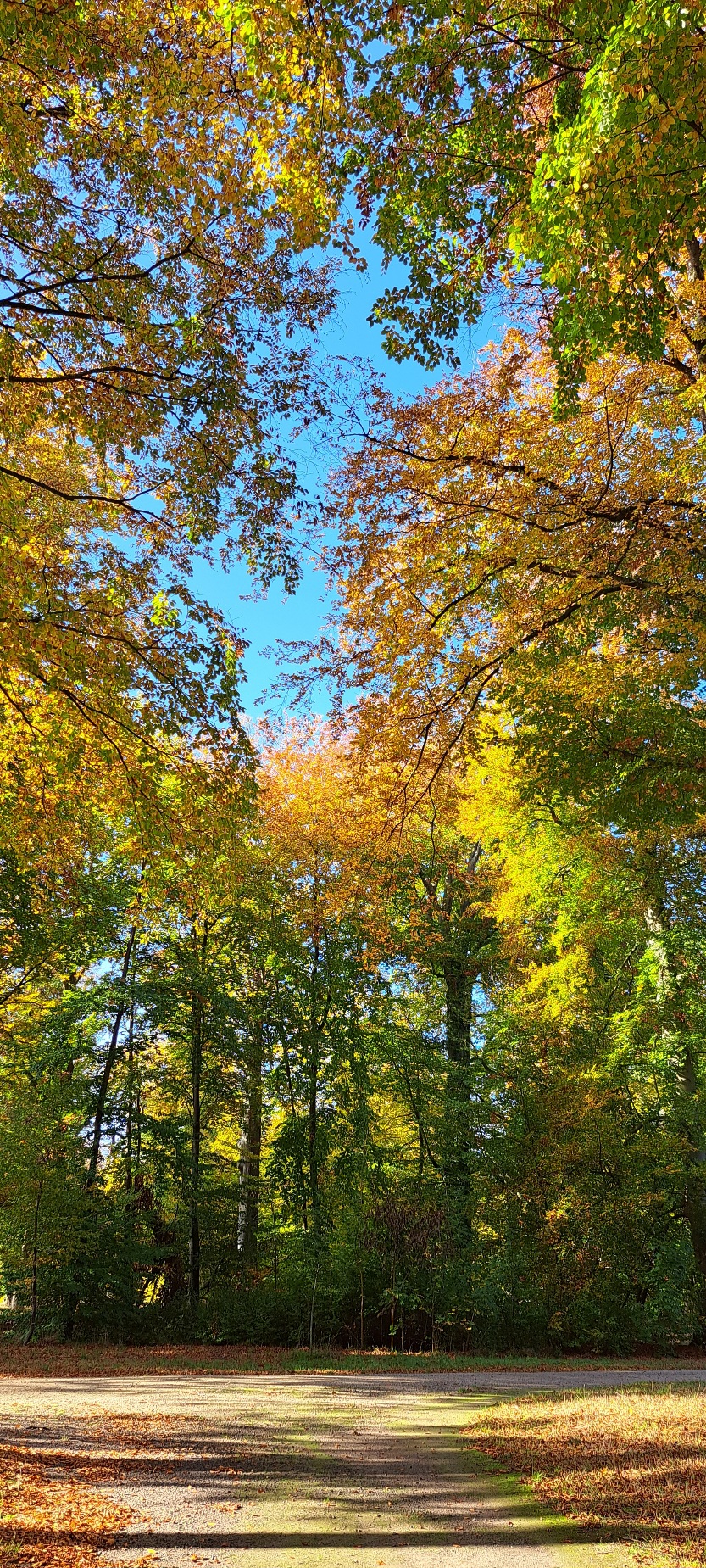 Bunt belaubte Herbstbäume, Schlosspark Potsdam