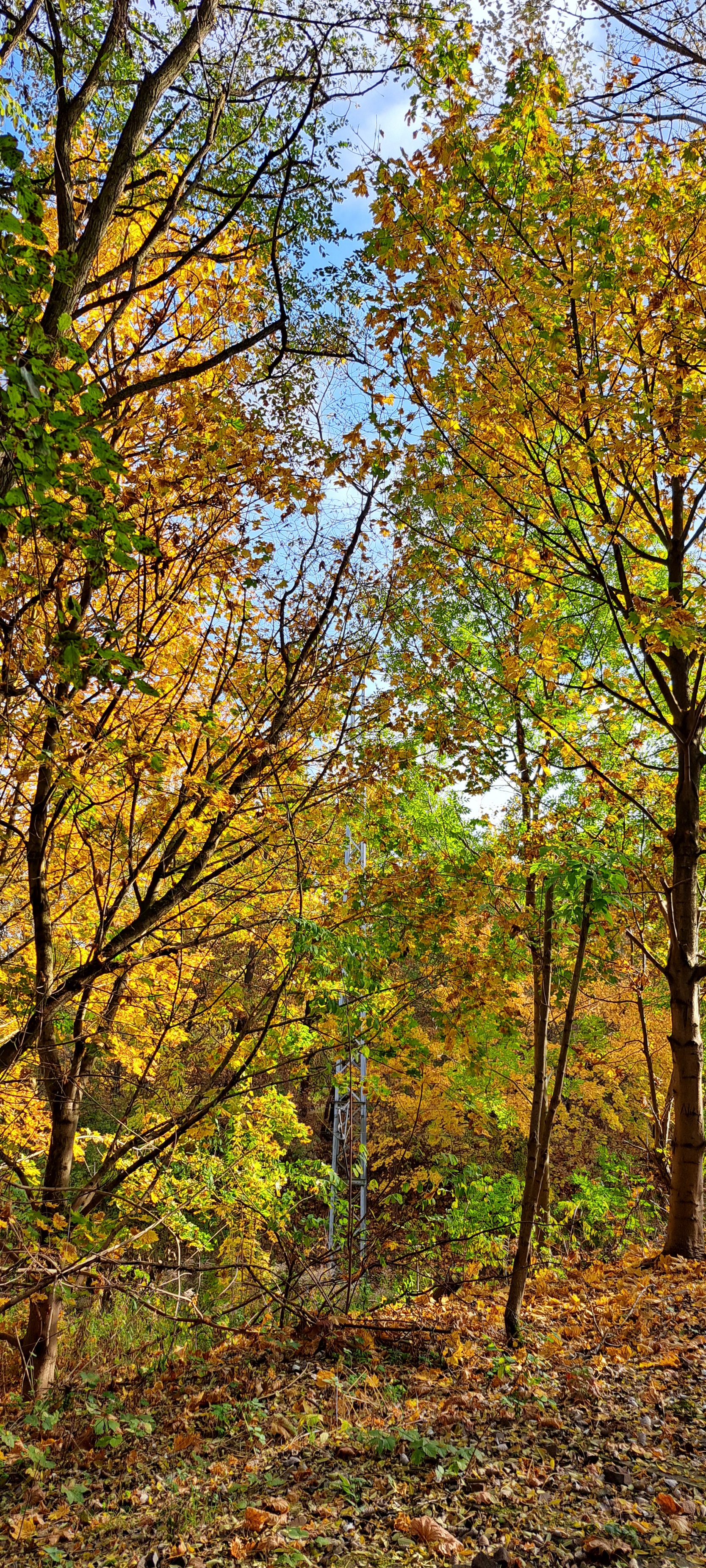 Herbstwald