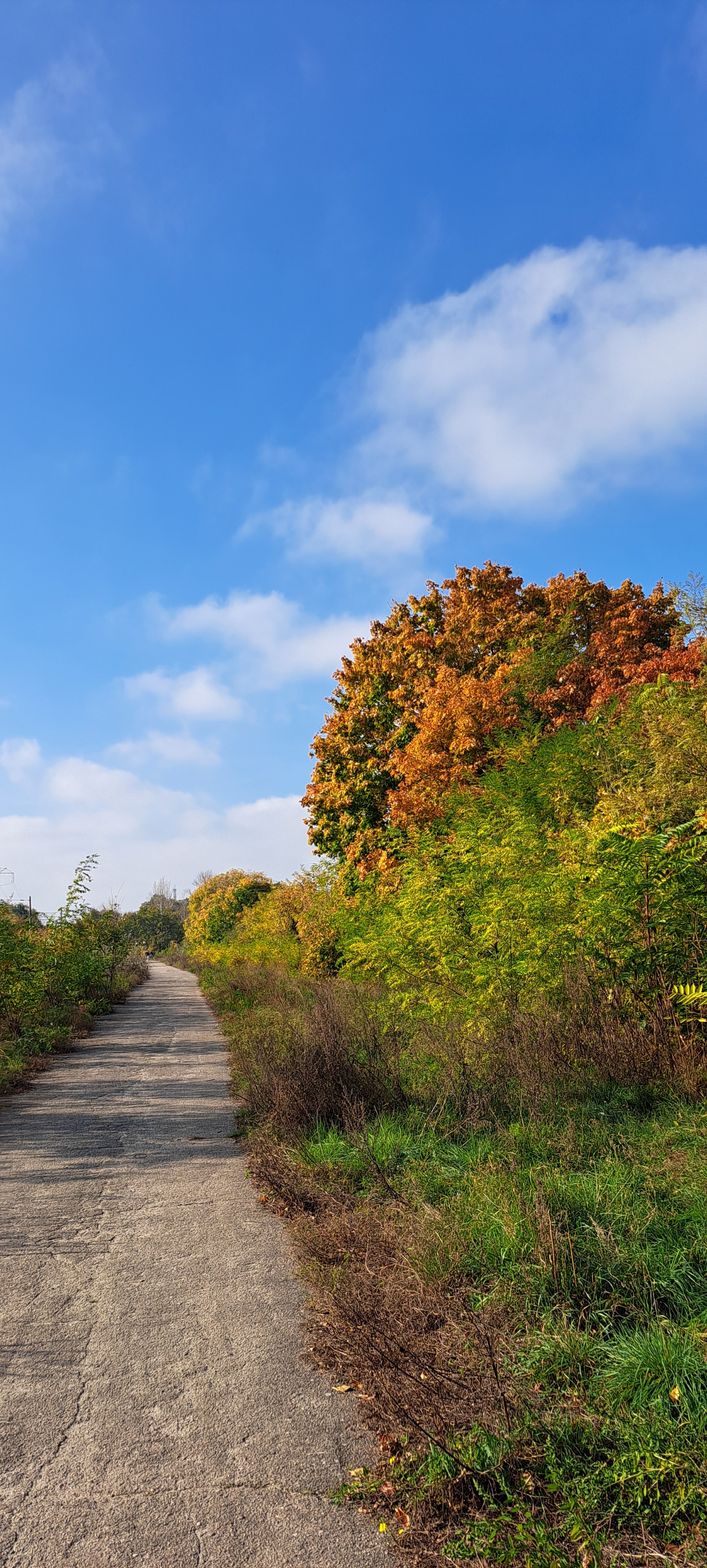 Herbstwald und Weg