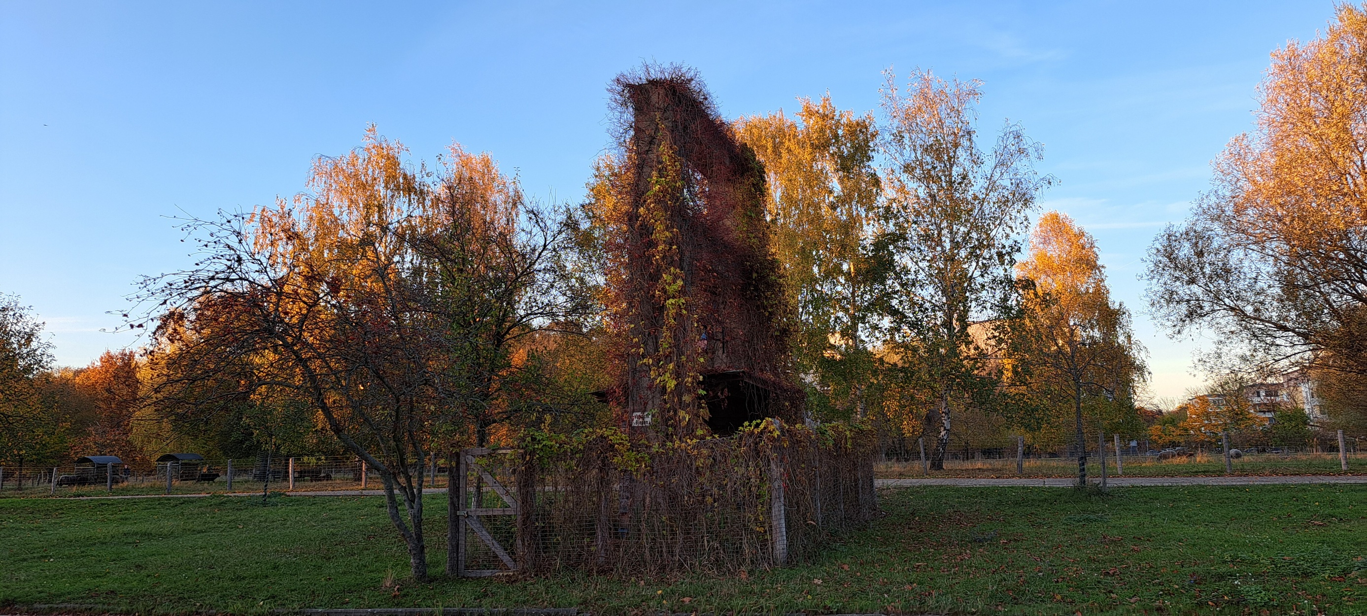 Herbstbäume im Abendrot