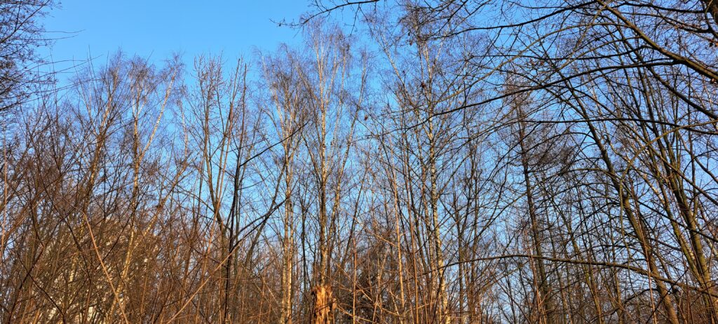 Birken im Sonnenlicht vor blauem Himmel