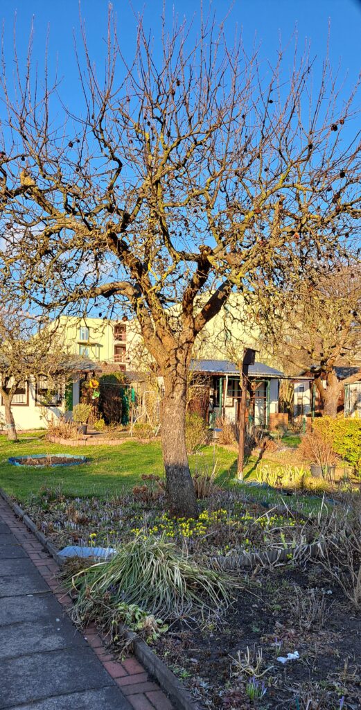 Baum mit Winterlingen im Schrebergarten