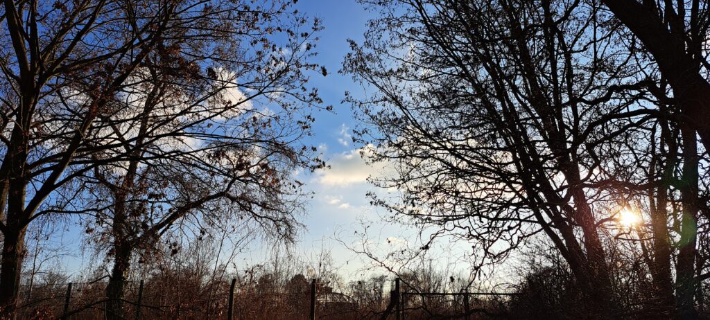 blauer Himmel, Wolken und Sonne zwischen Baumsilhouetten