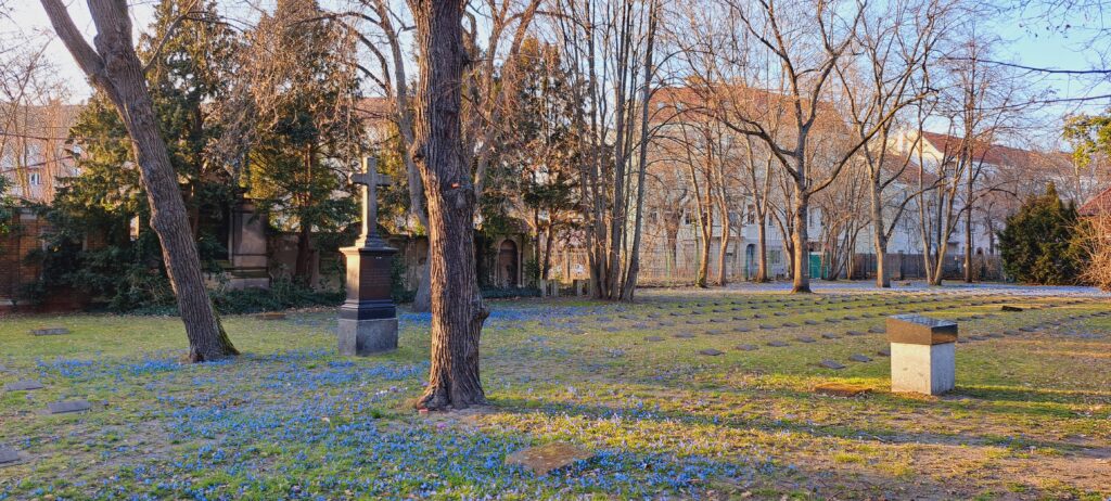 blaue Frühlingsblumen im Park