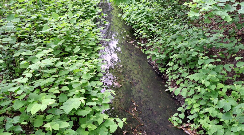 kleiner bach, dessen Ufer mit wuchernden Grünpflanzen bewachsen sind.