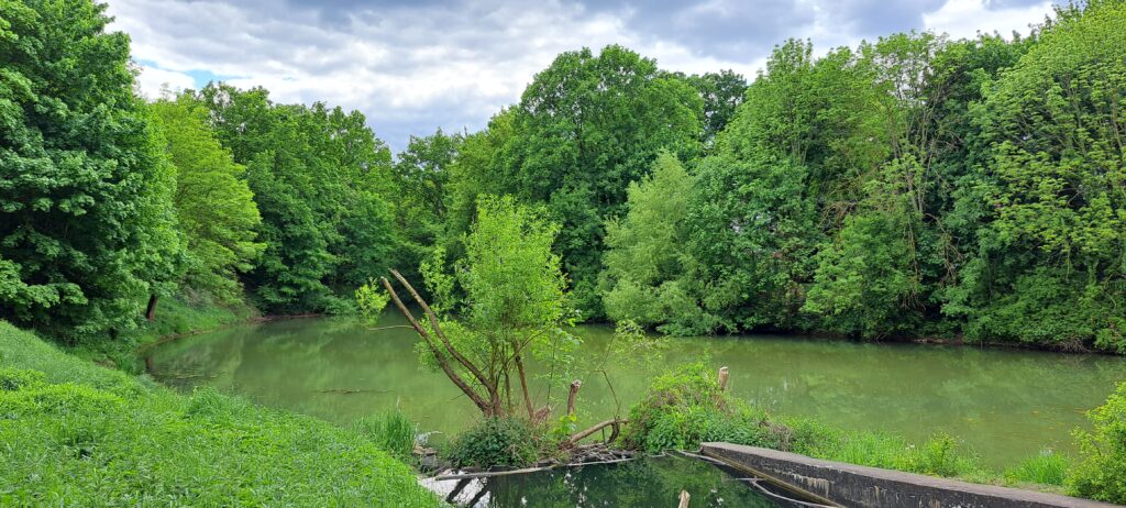 Wuhlebecken, Hintergrund leuchtend grüne Bäume, Wald
