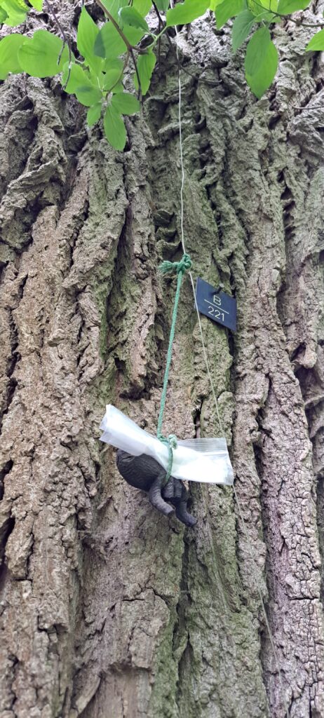 Geocache, der an einer Schnur an einem Baum hängt