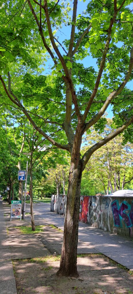 Promenade Fußweg mit grünen Bäumen
