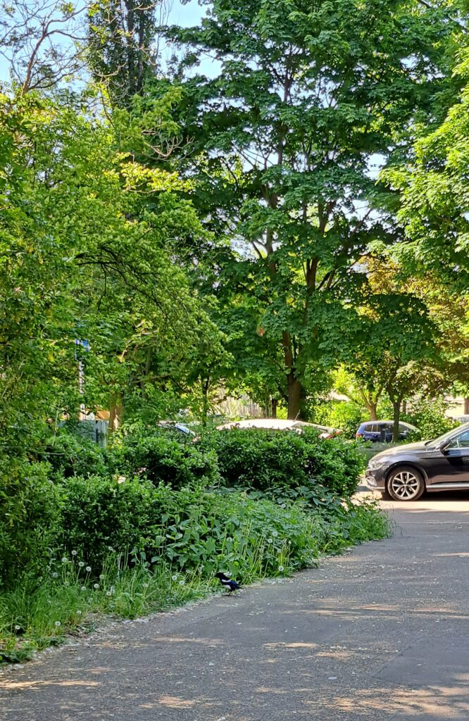Elter auf dem Fußweg