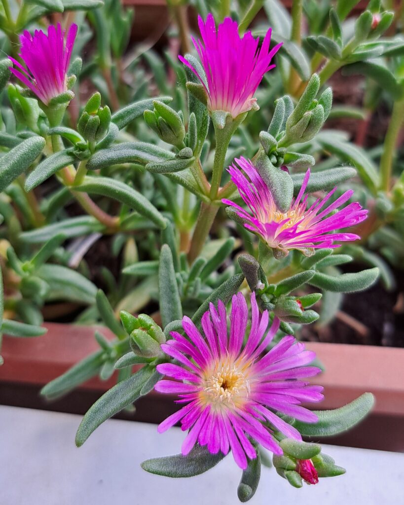 rosa blühende Sukkulente