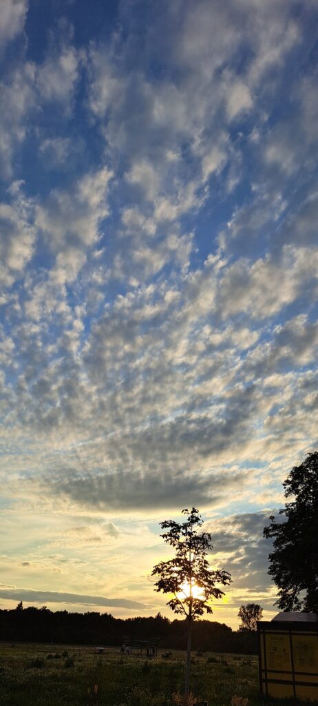 Abendsonne scheint dem Betrachter einer blühenden Heidelandschaft ins Gesicht. Die Sonne beleuchtet streifen Wolkenhimmel von unten.