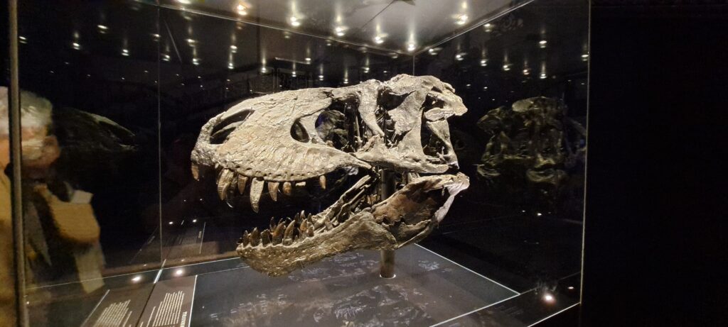 Tristans Schädel, der schwarz versteinerte T-Rex