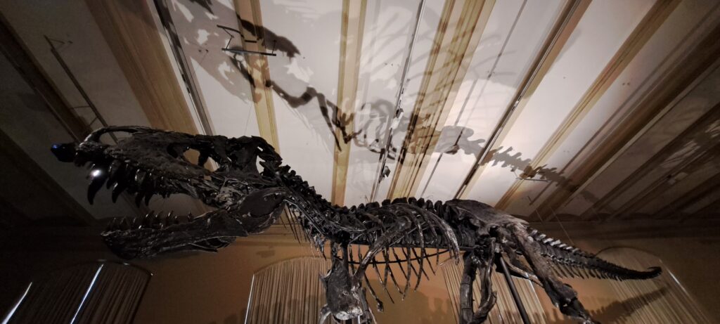 Tristan der schwarz versteinerte T-Rex