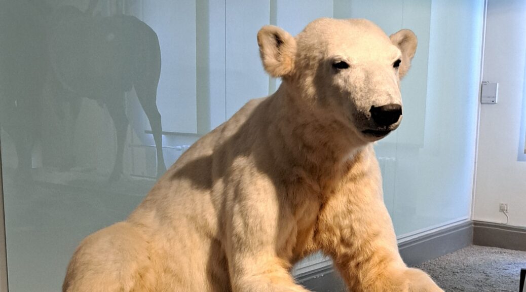 Ausgestopfter Eisbär Knut aus dem Berliner Tierpark