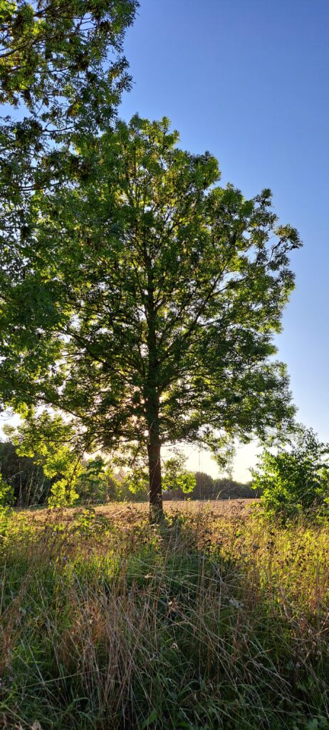 Baum im Gegenlicht