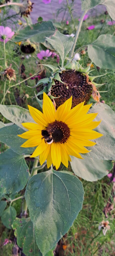 Sonnenblume mit Biene
