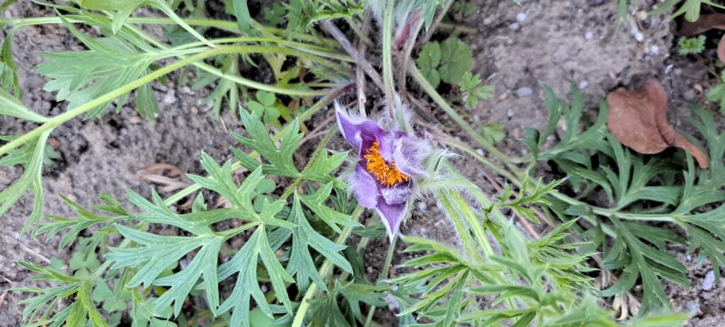 Ein Wurz vom Frühling kommt ein zweites Mal im Spätsommer