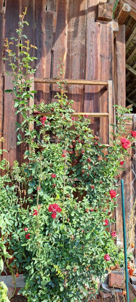 Roter Rosenstrauch vor Scheunenwand.