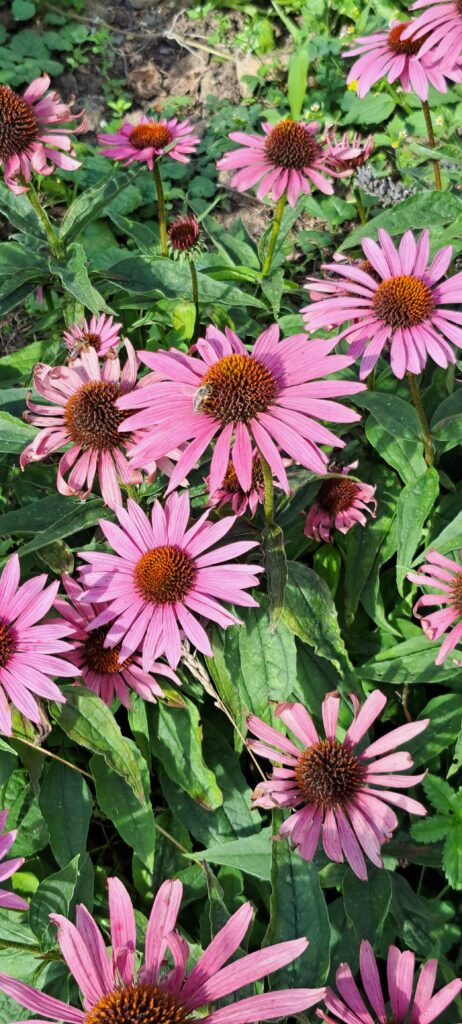 Biene auf rosa Blüten