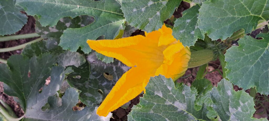 Zucchini im Bauerngarten