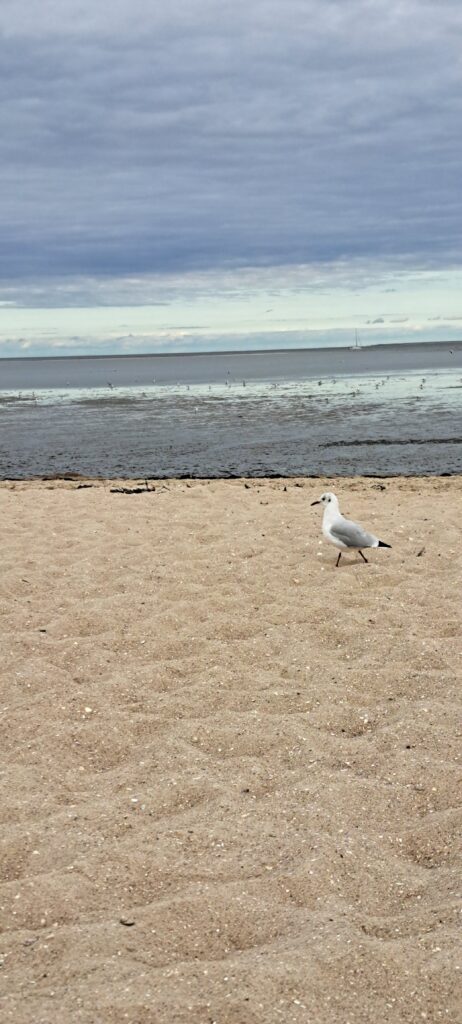 Grauer Himmel, am Strand spaziert eine Möwe 