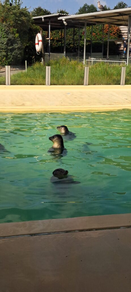 Junge Seehunde gucken aus dem Wasser