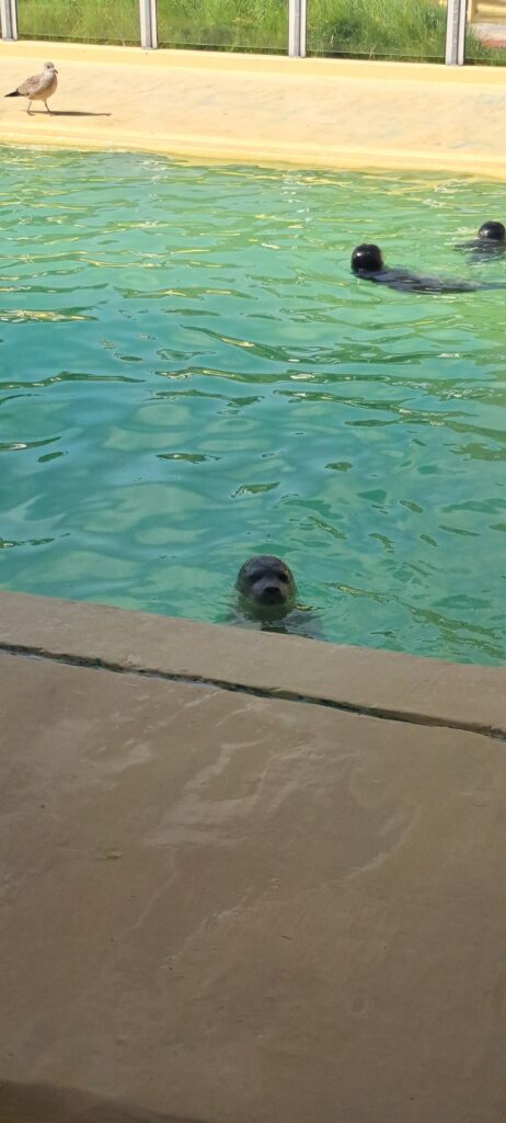 Ein junger Seehund guckt aus dem Wasser