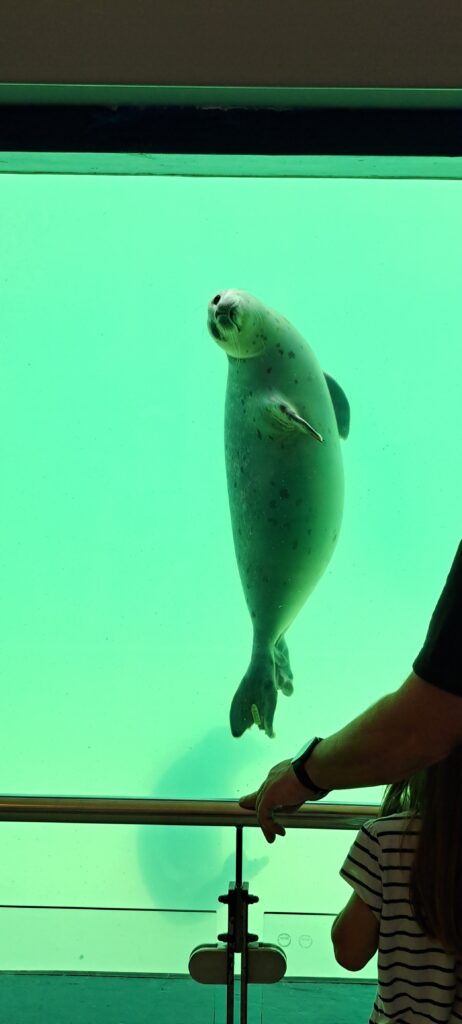Ein junger Seehund guckt unter Wasser die betrachtende Person an.