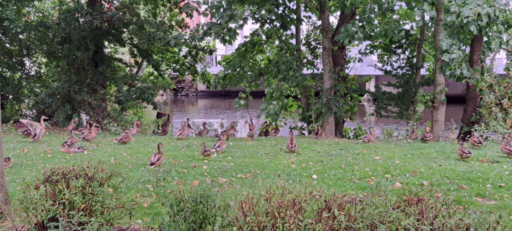 Ca 28 Stockenten sitzen und gehen über ein Stück Wiese an einem Gewässer