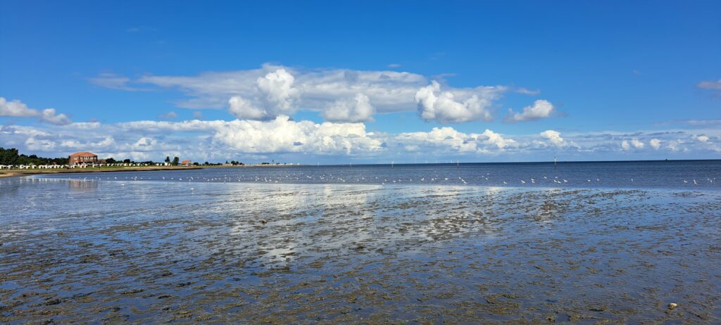 Ebbe an der Nordsee, das Watt wird von vielen Möwen als Buffet genutzt