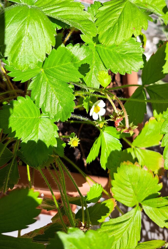 Balkonerdbeerpflanze