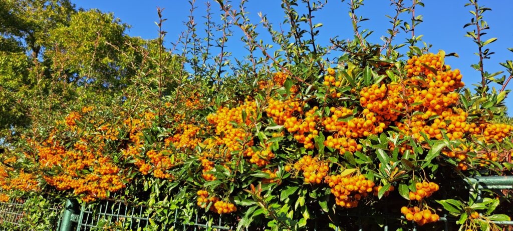orangene Beeren an einem Strauch