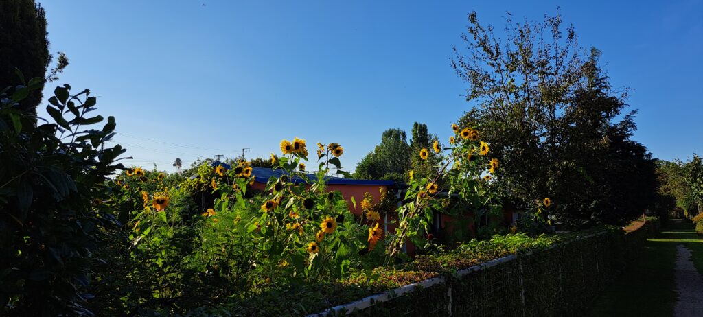 Blick auf Gärten voller Sonnenblumen