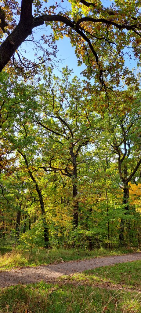 Waldweg mit Traubeneichen