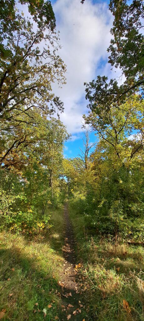 Waldweg mit Traubeneichen